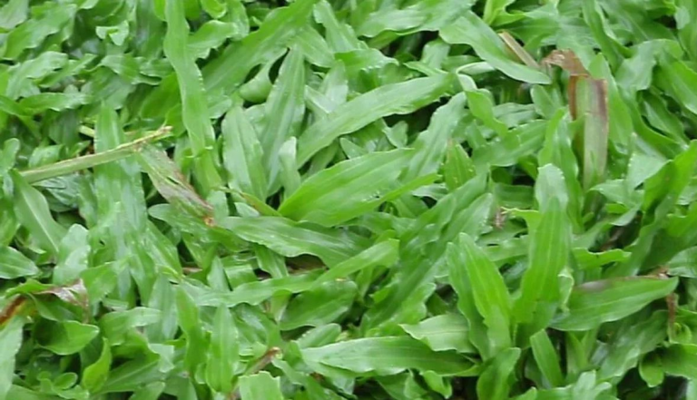 Manfaat Rumput Rumput Gajah Mini: Karakteristik dan Manfaat Lengkapnya