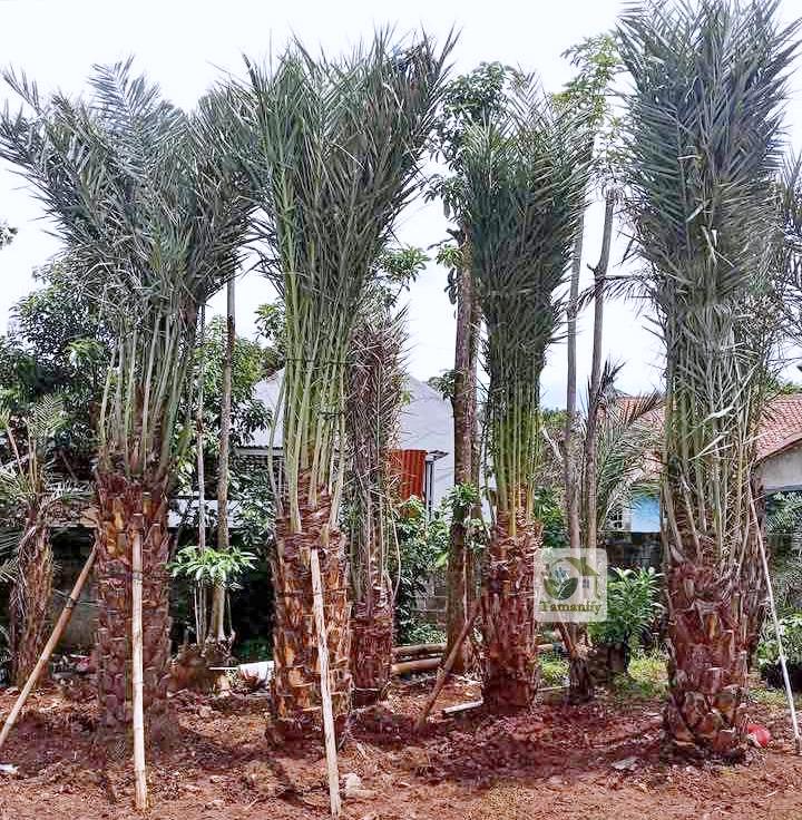 Read more about the article Jual Pohon Kurma Kediri #1 Garansi Hidup & Stock Lengkap