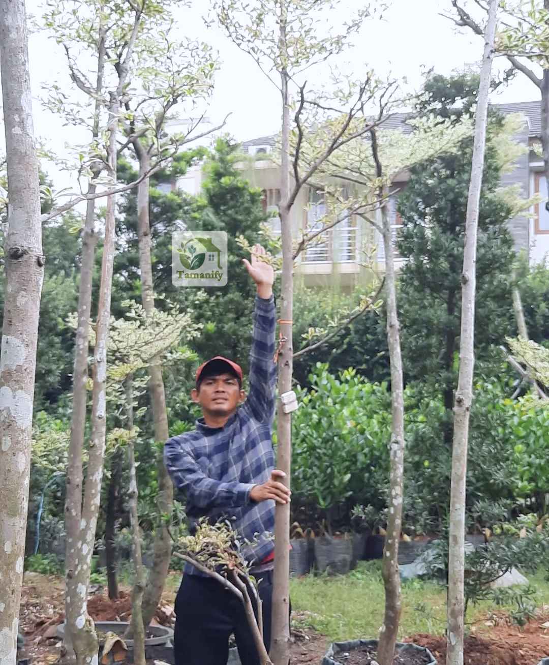 Read more about the article Jual Pohon Ketapang Kencana di Karawang 100% Terpercaya