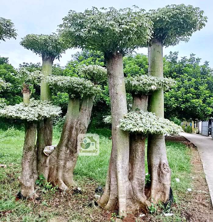 Read more about the article Jual Randu Varigata Bontang Top#1 Pohon Bonsai Grade A