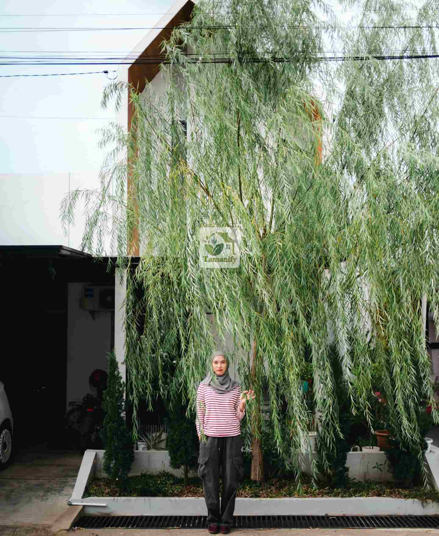 Read more about the article Jual Pohon Liang Liu Makassar 100% Tanaman Daun Menjuntai