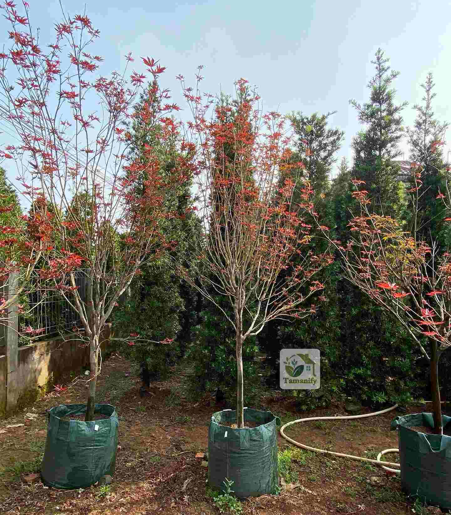 Read more about the article Jual Pohon Red Maple Top#1 Kualitas & Sesuai Harga