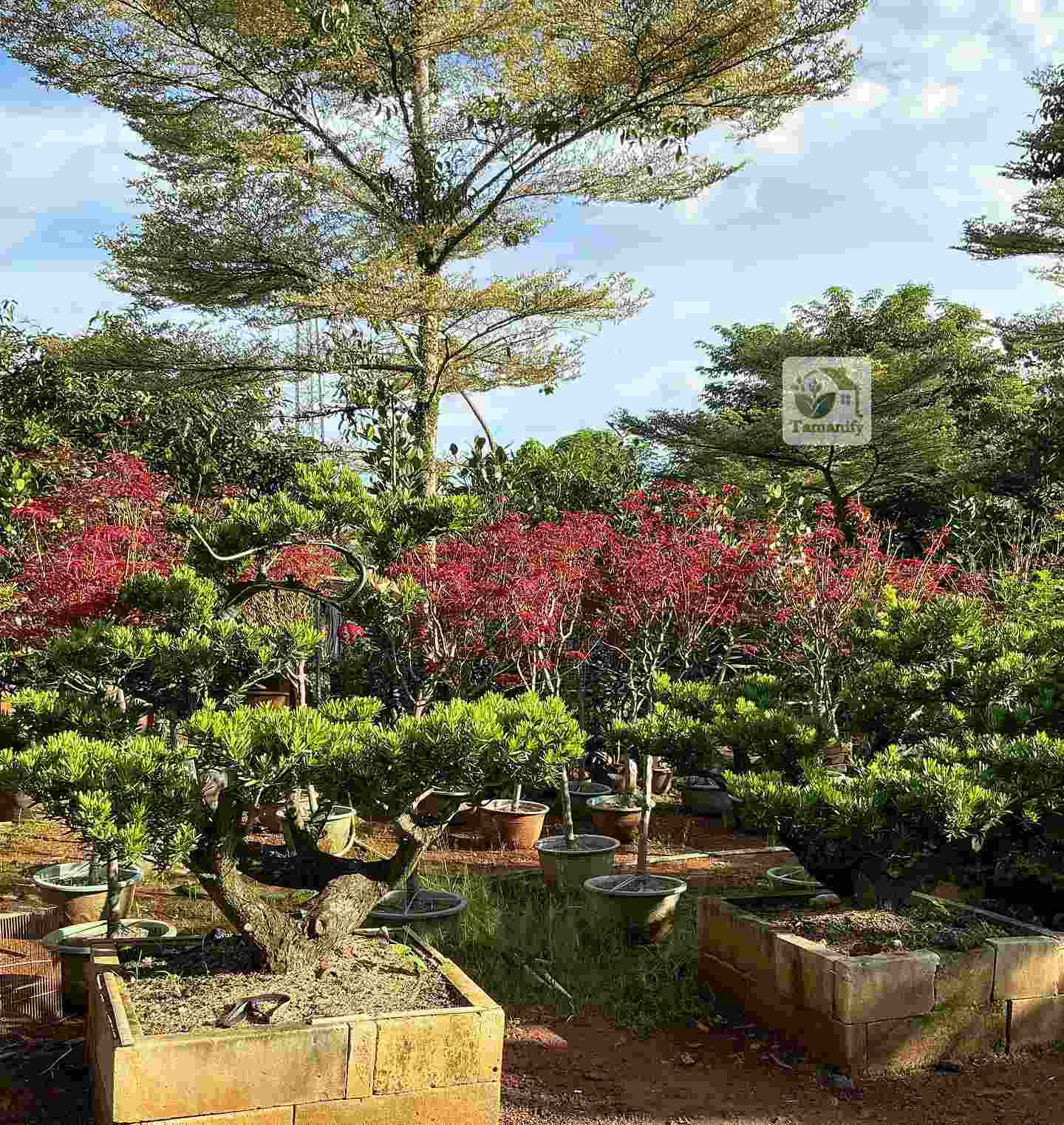 Read more about the article Jual Pohon Red Maple Makassar Top#1 Import Kualitas Premium