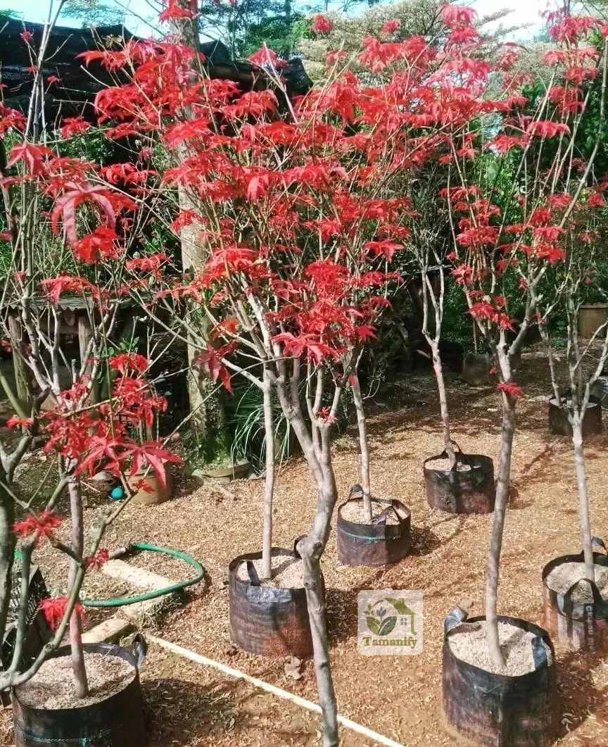 Read more about the article Jual Pohon Red Maple Singkawang 100% Terbaik dan Premium