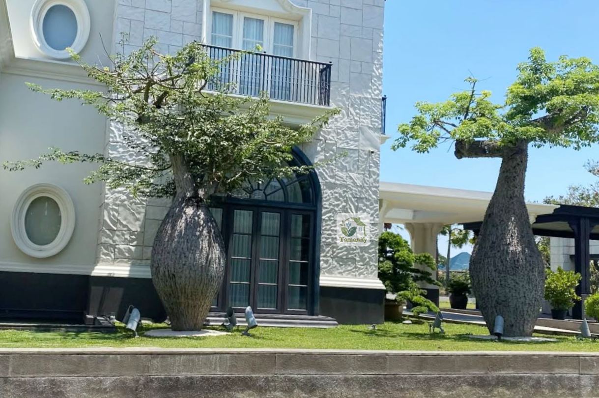 Read more about the article Jual Pohon Bottle Tree Serang #1 Tanaman Outdoor Garden