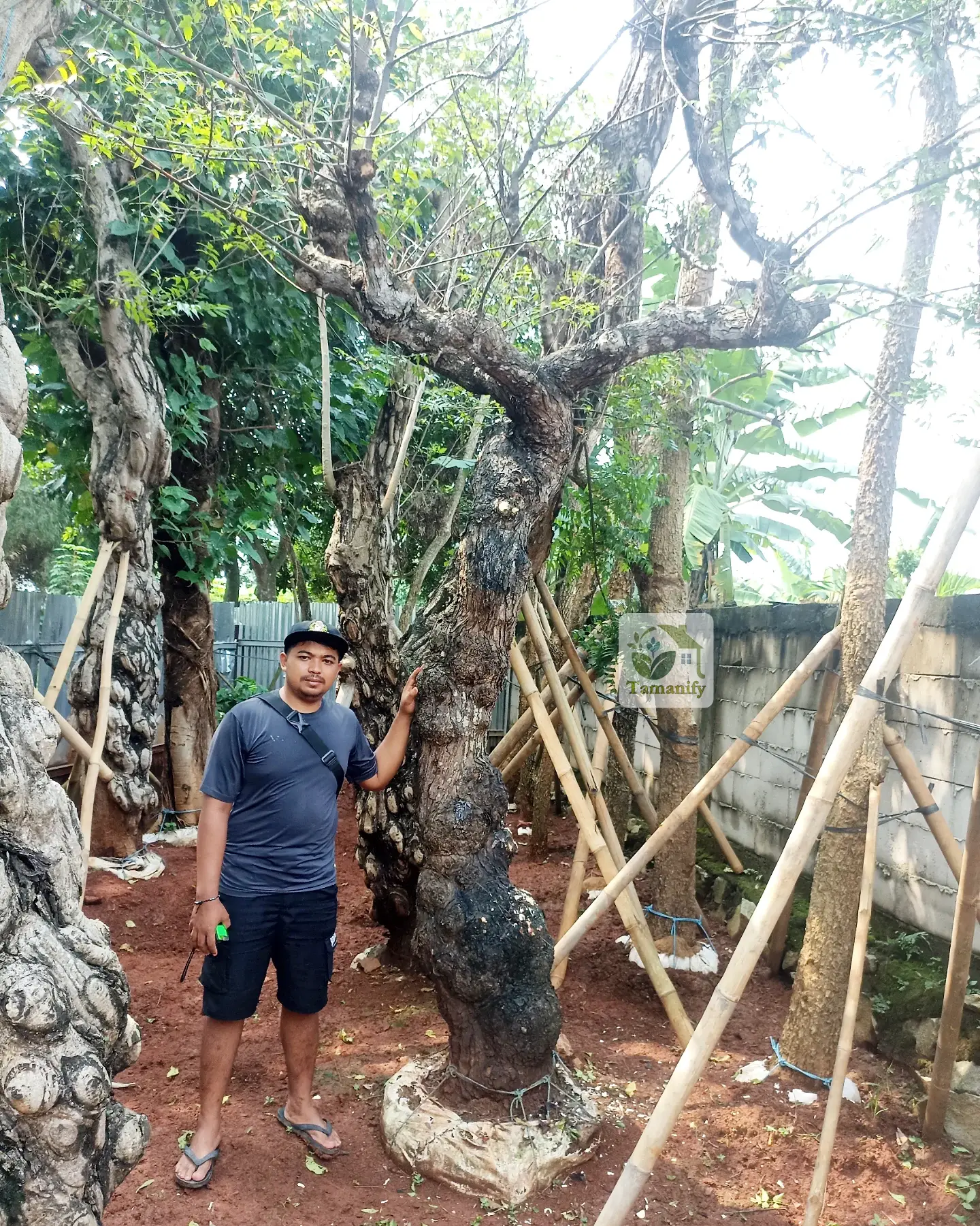 Read more about the article Jual Pohon Balibong Medan Paling Laris Top#1 di Pasaran