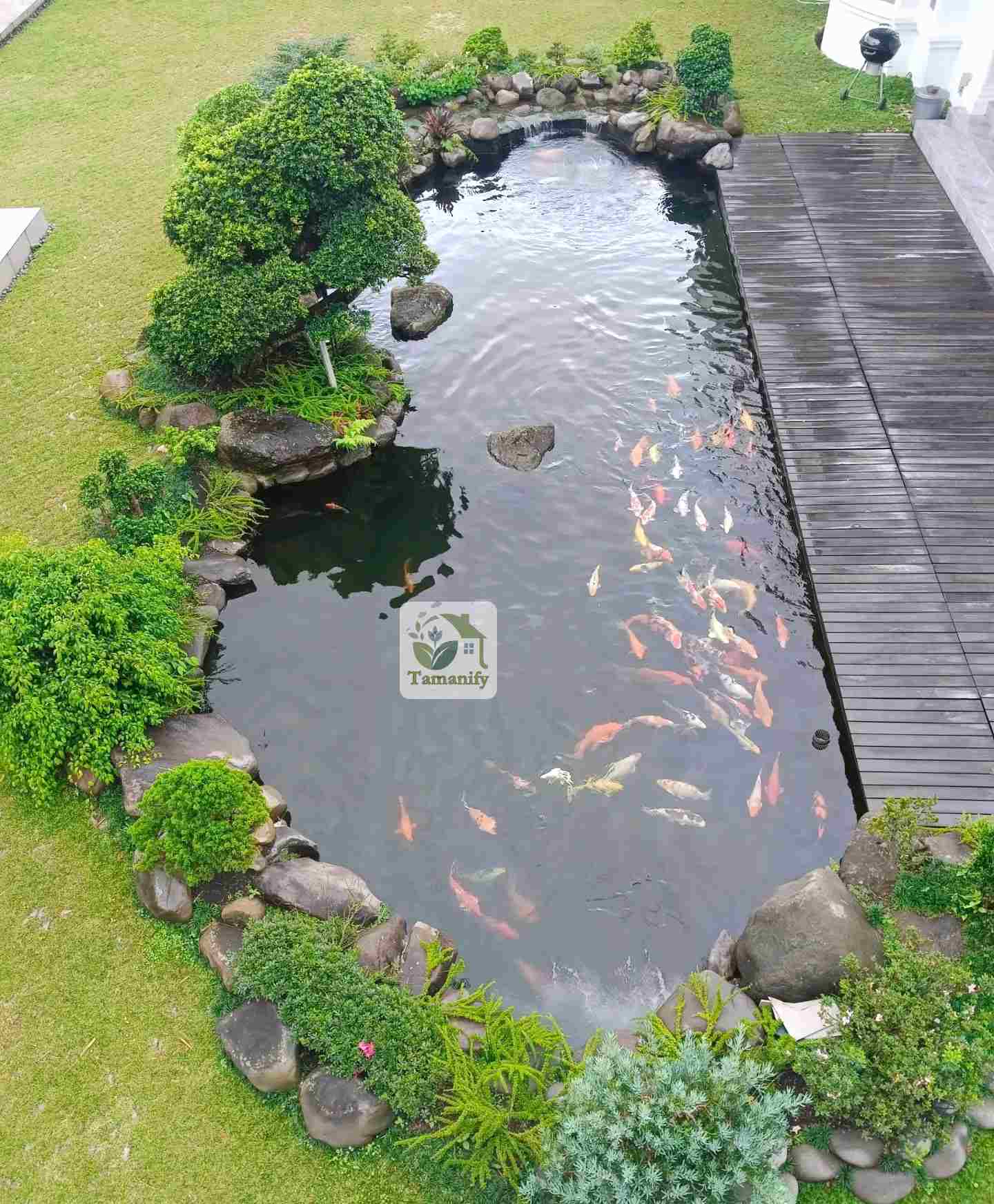 Read more about the article Jasa Tukang Kolam Koi Nabire 100% Kolam Sehat & Artistik