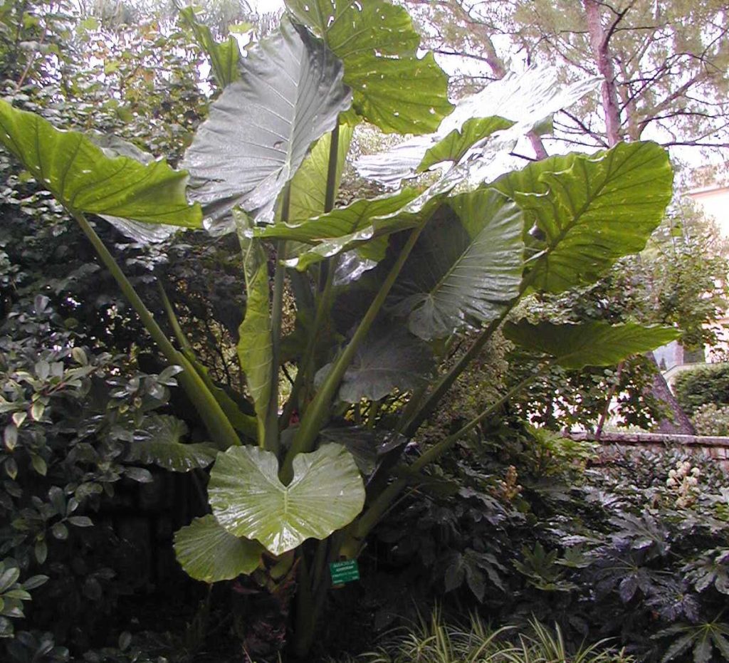 Alocasia Macrorrhiza Keladi Gajah