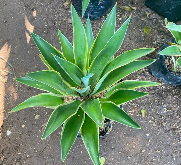 agave americana