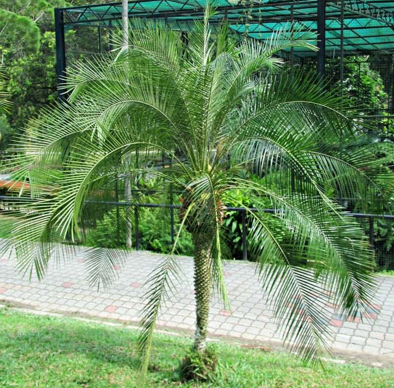 tanaman palem phoenix