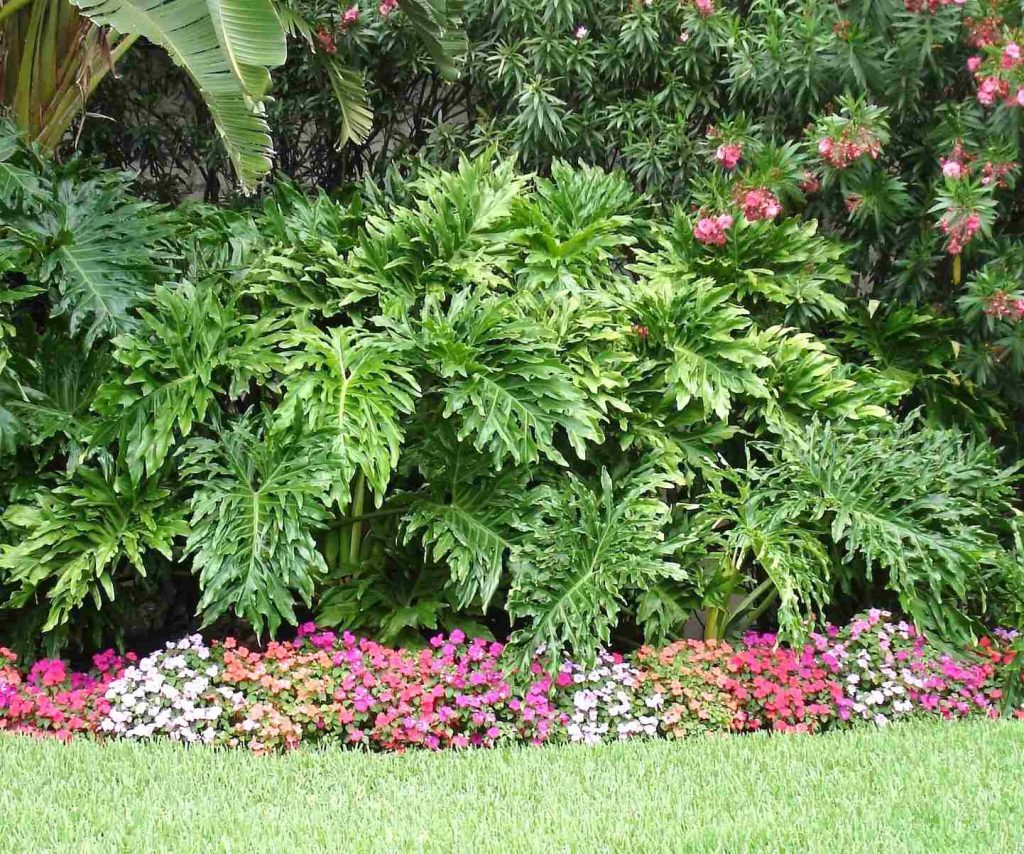 philodendron jari xanadu