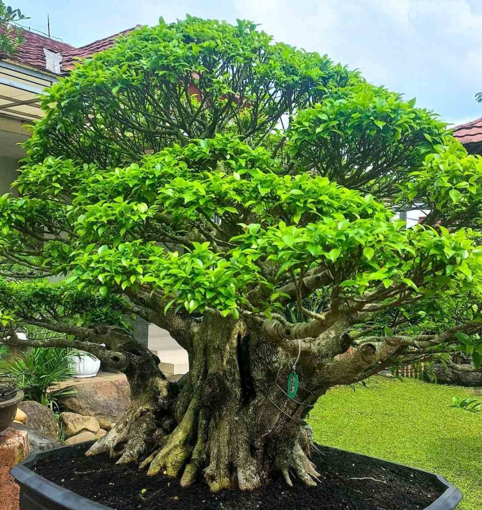 pohon bonsai kimeng