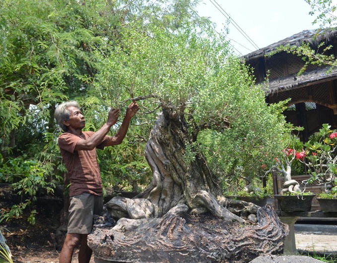 pohon bonsai santigi